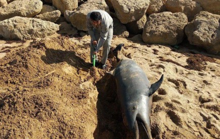 کشف جسد دلفین پوزه بطری در ساحل بریس چابهار