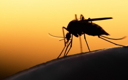 ترددهای مرزی عامل افزایش مالاریا/ حاشیه نشینی در چابهار تهدید جدی در شاخص های سلامت/ آمار مبتلا به مالاریا در چابهار به صفر رسید