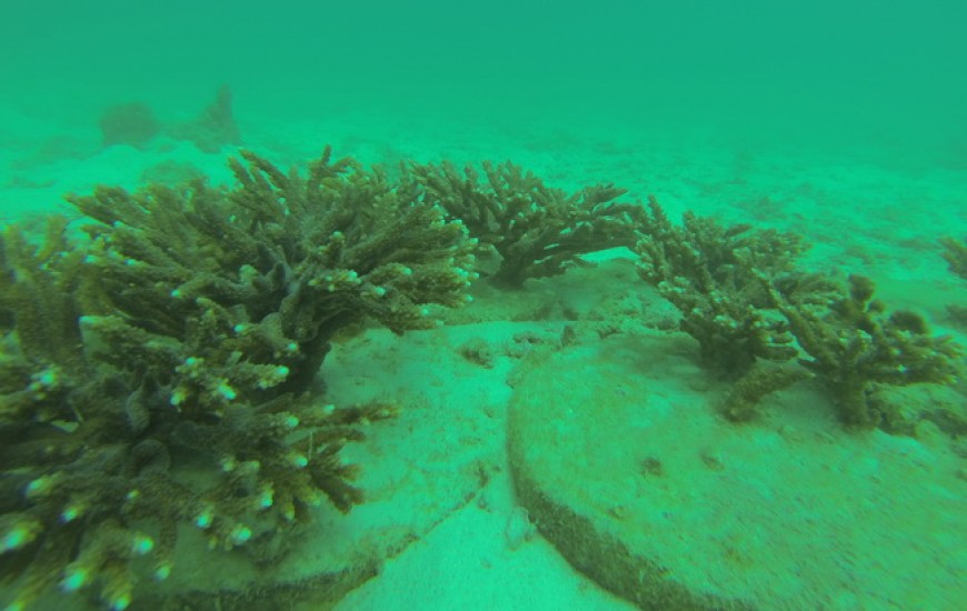 زیست بوم مرجانی پناهگاه گونه های جانوری دریایی/ اجرای طرح های ساخت صیدگاه های مصنوعی به شیوه های نوین و باغداری دریایی