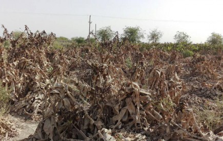 بحران خشکسالی گریبان بیش از سه هزار هکتار از موزستان های چابهار را گرفت/ برآورد 263 میلیارد تومان خسارت به بخش کشاورزی