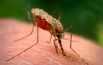 ترددهای غیرمجاز و خطر اپیدمی مالاریا در سیستان و بلوچستان