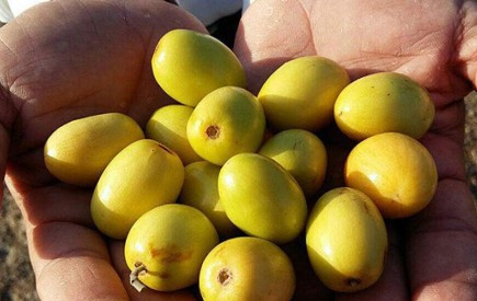 اتمام برداشت میوه گرمسیری کُنار در سیستان و بلوچستان