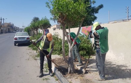 ریشه درختان مهاجم و غیر بومی در بلوار های شهر چابهار خشکانده شد