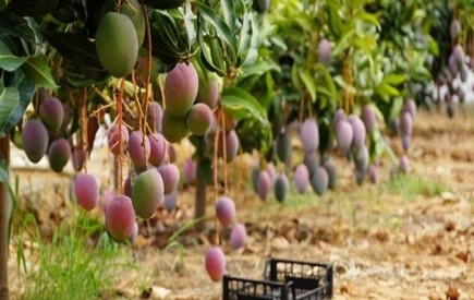 علت تفاوت قیمت میوه های تولیدی در جنوب استان با سایر نقاط کشور چیست؟
