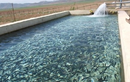باید فرهنگ پرورش آبزیان در منطقه افزایش یابد
